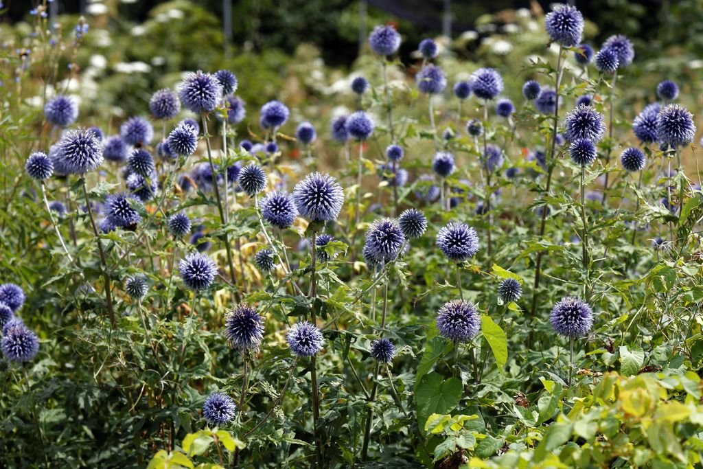 Small globe thistle (Echinops ritro L.)