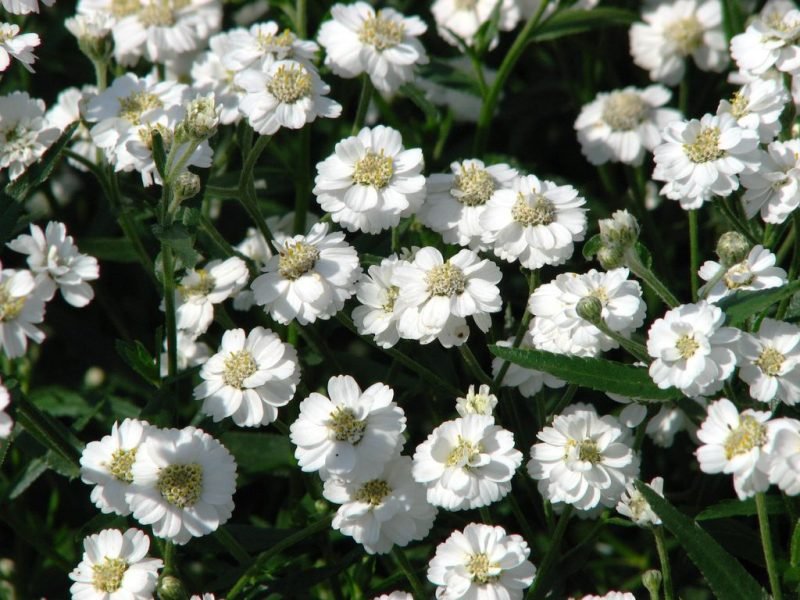 Sneezewort 'The Pearl' (Achillea ptarmica 'The Pearl')