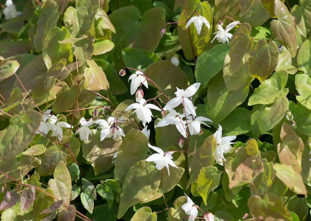 Snowy barrenwort (Epimedium × youngianum 'Niveum')