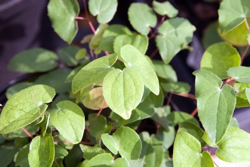 How to plant Snowy barrenwort (Epimedium × youngianum 'Niveum')_1