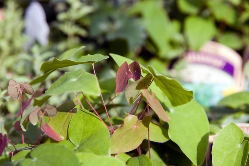 Where to plant Snowy barrenwort (Epimedium × youngianum 'Niveum')_2