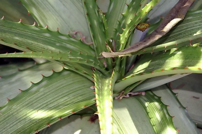 Somalian aloe (Aloe somaliensis)