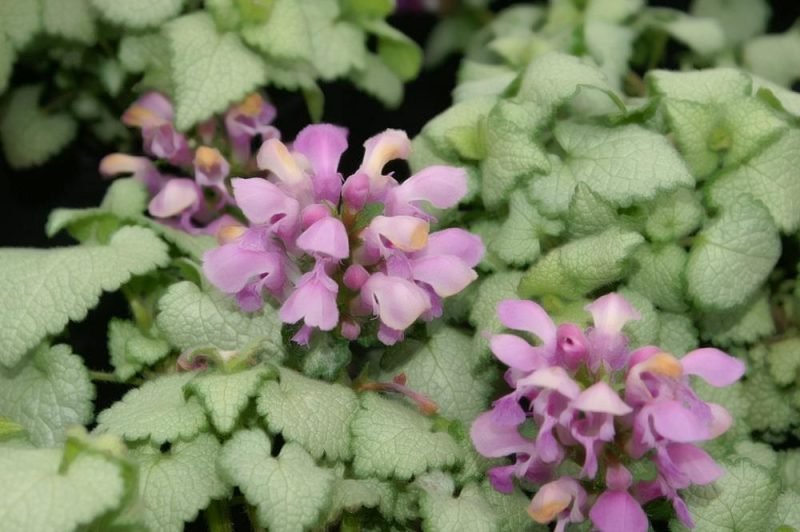 Spotted deadnettle 'Beacon Silver' (Lamium maculatum 'Beacon Silver')