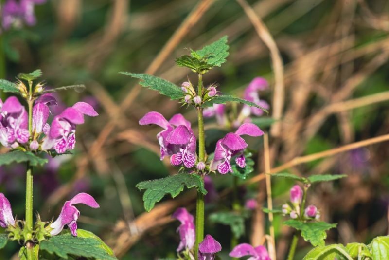 Spotted deadnettle (Lamium maculatum)