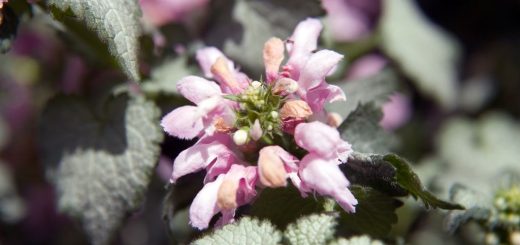 spotted-deadnettle-lamium-maculatum-growing-guides