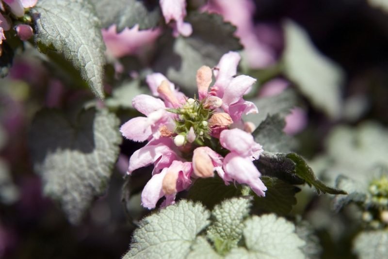Spotted deadnettle 'Pink Pewter' (Lamium maculatum 'Pink Pewter')