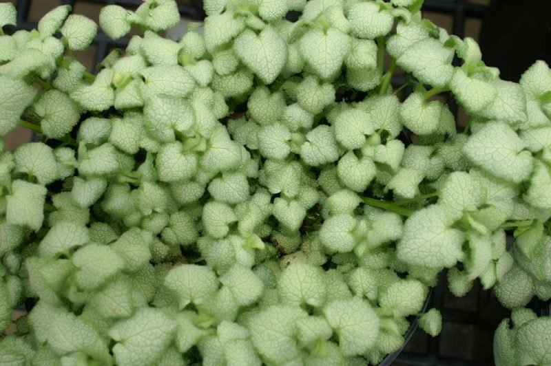 Spotted deadnettle 'White Nancy' (Lamium maculatum 'White Nancy')