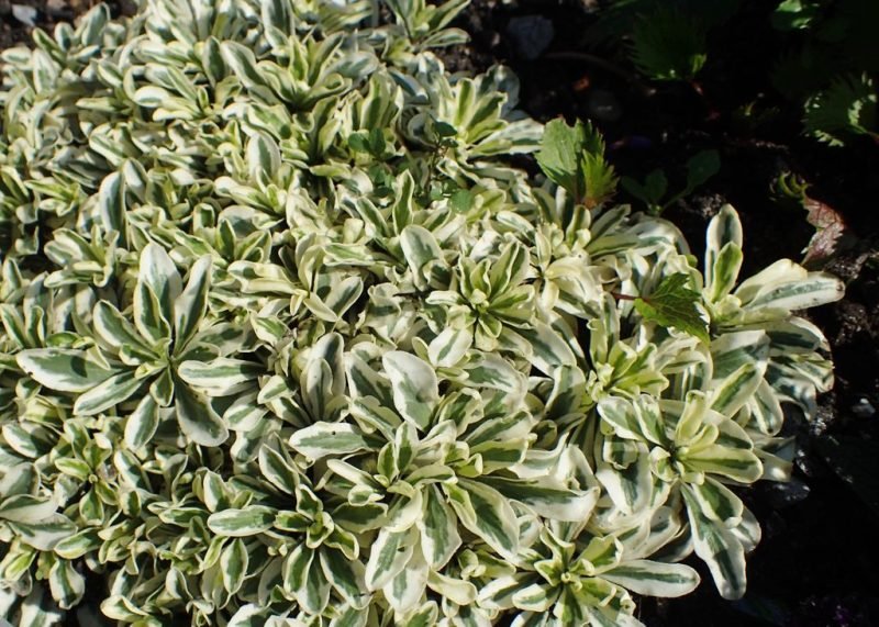 Spreading rock cress 'Variegata' (Arabis procurrens 'Variegata')