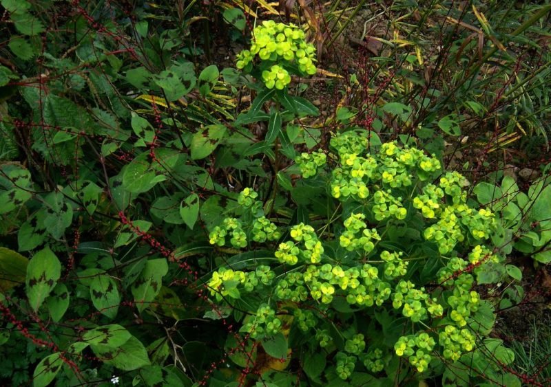 Spurge 'Amjillasa' (Euphorbia donii 'Amjillasa')