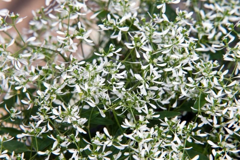 Spurge Diamond Frost (Euphorbia hypericifolia Diamond Frost 'Inneuphe')