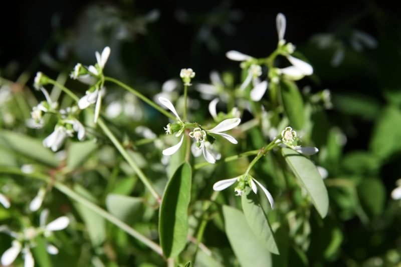 How to plant Spurge Diamond Frost (Euphorbia hypericifolia Diamond Frost 'Inneuphe')_1