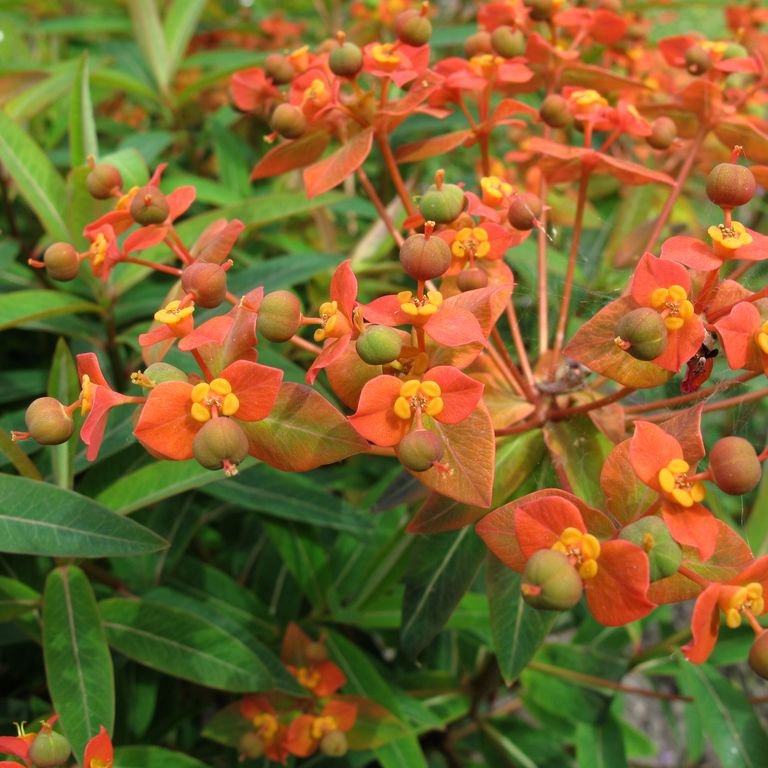 Spurge 'Fireglow' (Euphorbia griffithii 'Fireglow') growing guides