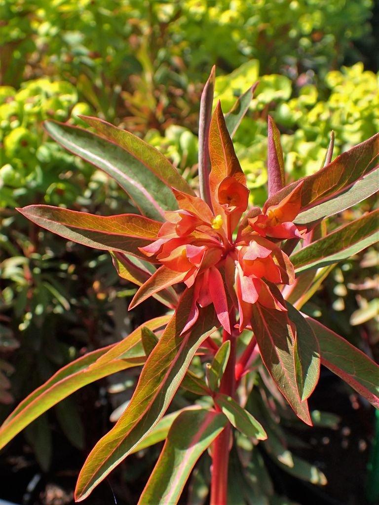 Spurge 'Fireglow' (Euphorbia griffithii 'Fireglow') growing guides