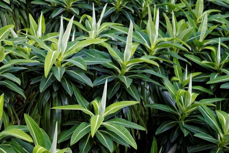 Spurge 'John Phillips' (Euphorbia × pasteurii 'John Phillips')