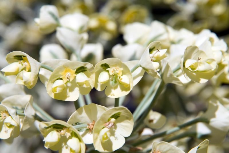 Spurge 'Tasmanian Tiger' (Euphorbia characias 'Tasmanian Tiger')