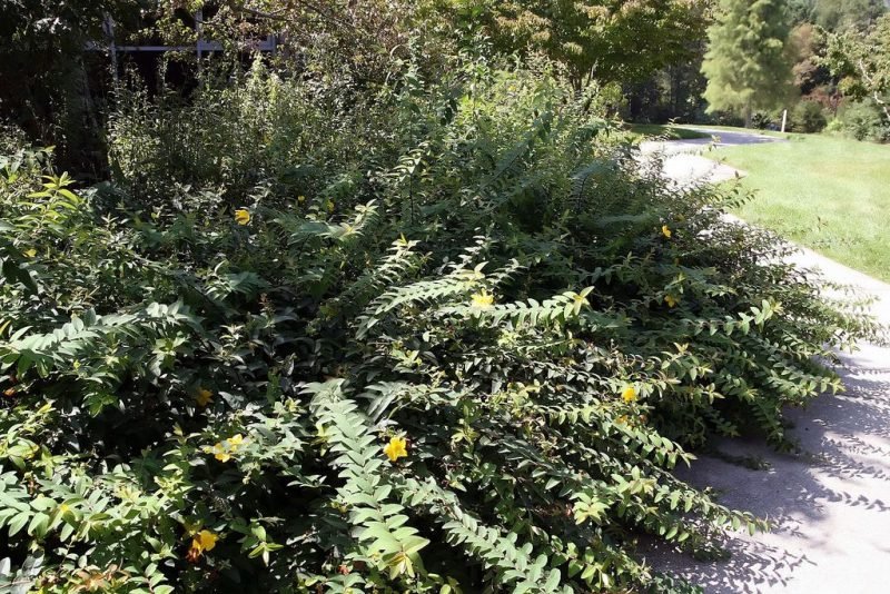 How to plant St John's wort 'Hidcote' (Hypericum × hidcoteense 'Hidcote')_1