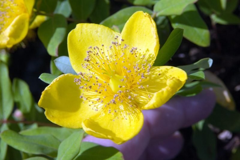 St John's wort 'Tricolor' (Hypericum × moserianum 'Tricolor')