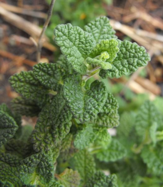 Stewart's catmint (Nepeta stewartiana)