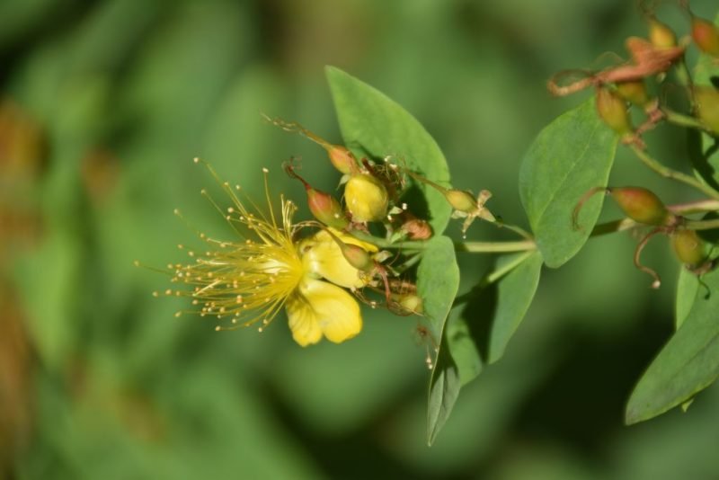 Stinking St John's wort (Hypericum hircinum)