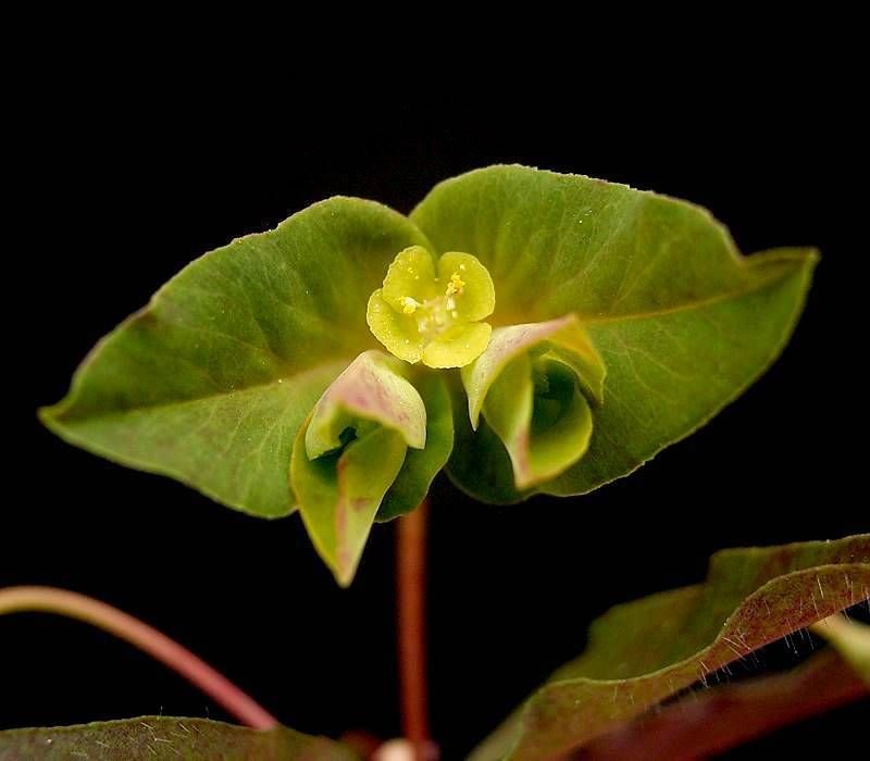 Sweet spurge 'Chameleon' (Euphorbia dulcis 'Chameleon')