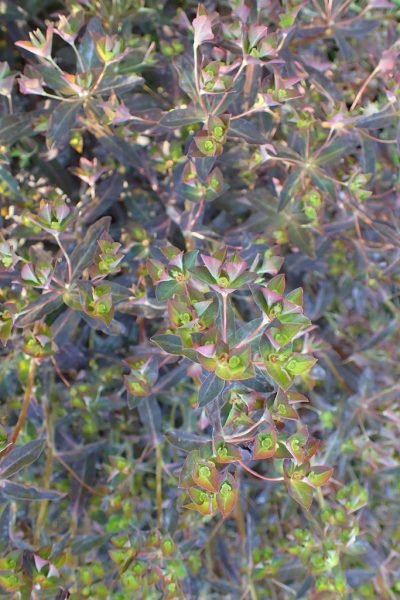 How to plant Sweet spurge 'Chameleon' (Euphorbia dulcis 'Chameleon')_1