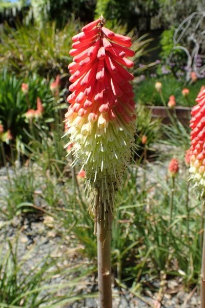 Sword-shaped red-hot poker (Kniphofia ensifolia)