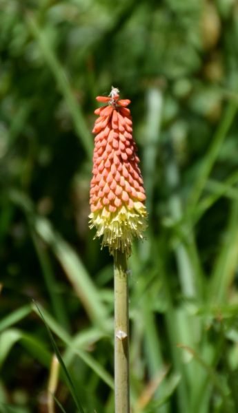 Where to plant Sword-shaped red-hot poker (Kniphofia ensifolia)_2
