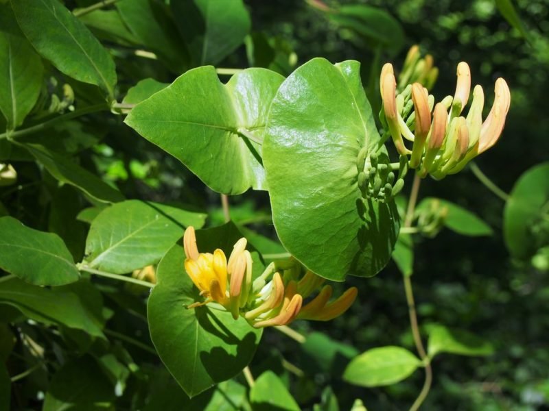 Tellmann's honeysuckle (Lonicera × tellmanniana)