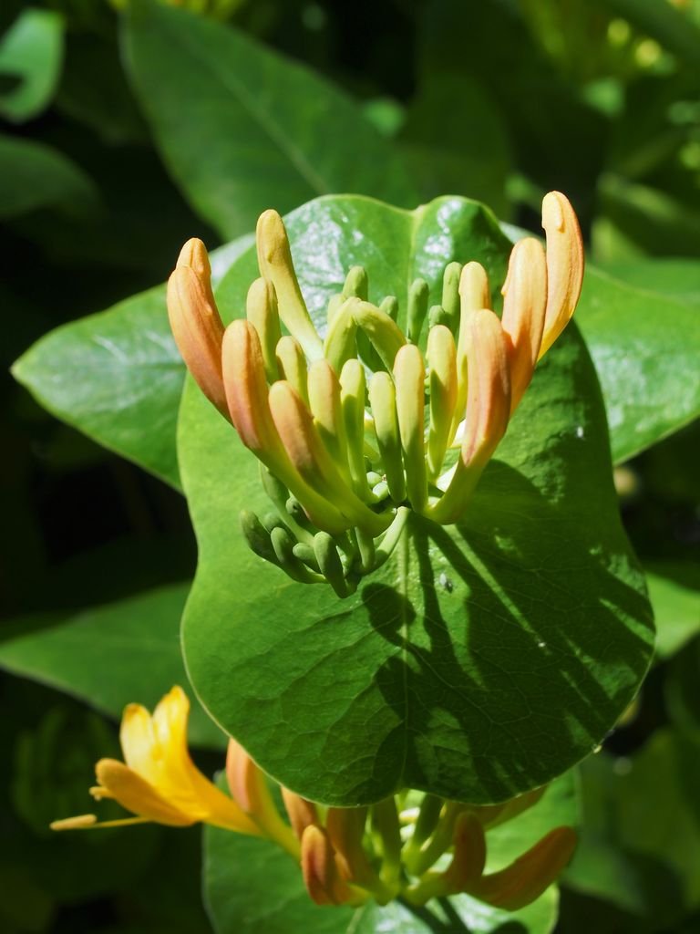 Tellmann's honeysuckle (Lonicera × tellmanniana) growing guides