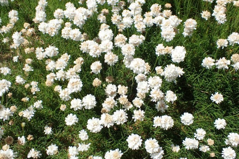 Thrift 'Alba' (Armeria maritima 'Alba')