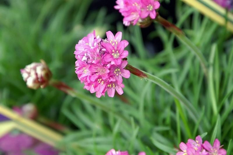 Thrift 'Düsseldorfer Stolz' (Armeria maritima 'Düsseldorfer Stolz')