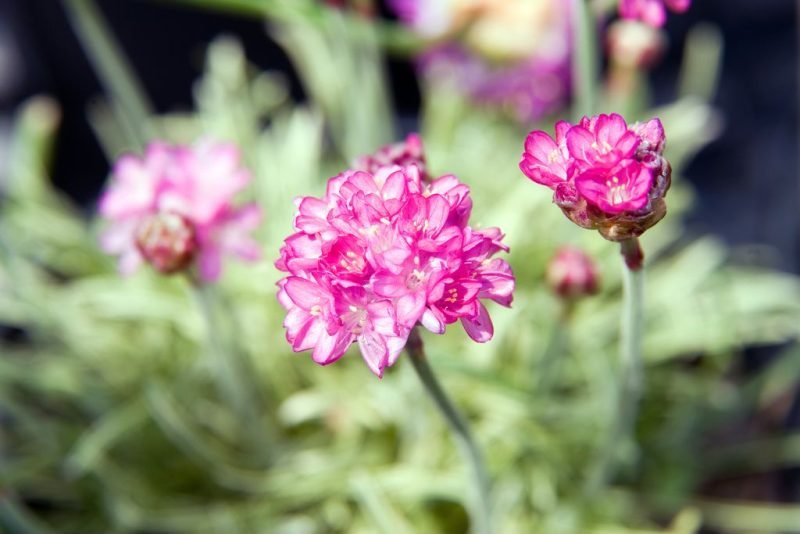 Thrift 'Nifty Thrifty' (Armeria maritima 'Nifty Thrifty')
