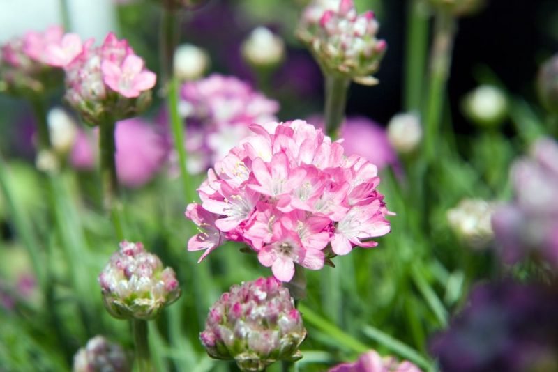 Thrift 'Splendens' (Armeria maritima 'Splendens')