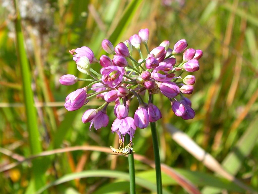 Thunberg garlic (Allium thunbergii)