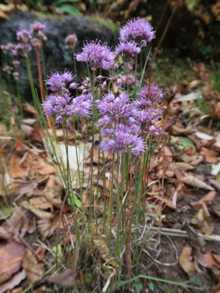 How to plant Thunberg garlic (Allium thunbergii)_1