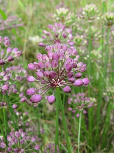 Where to plant Thunberg garlic (Allium thunbergii)_2