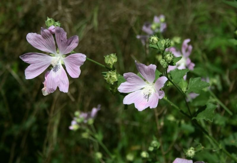 Tree lavatera (Lavatera thuringiaca)