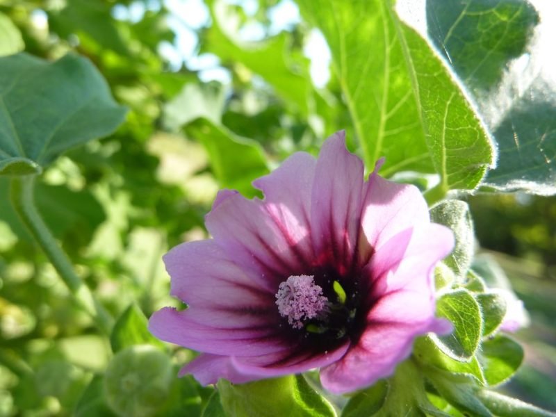 Tree mallow (Lavatera arborea)