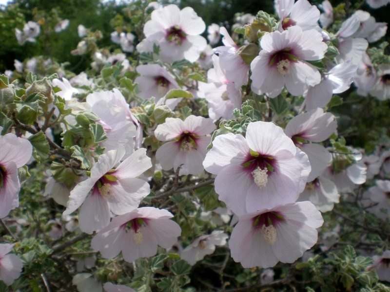 Tree mallow (Lavatera maritima)