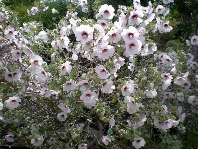 Where to plant Tree mallow (Lavatera maritima)_2