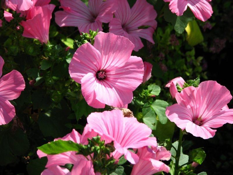Tree mallow 'Pink Beauty' (Lavatera trimestris 'Pink Beauty')