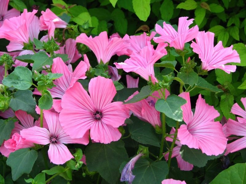 Where to plant Tree mallow 'Pink Beauty' (Lavatera trimestris 'Pink Beauty')_2