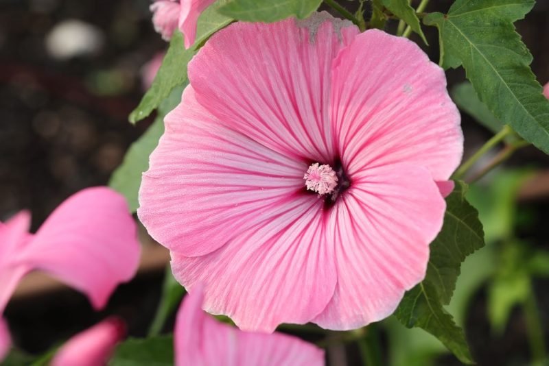 Tree mallow 'Silver Cup' (Lavatera trimestris 'Silver Cup')
