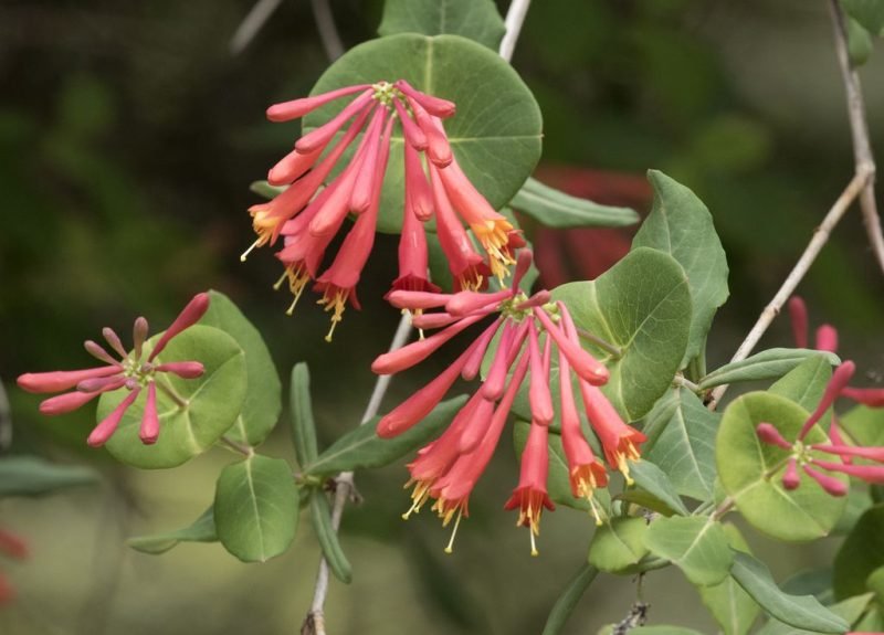 Trumpet honeysuckle (Lonicera sempervirens)