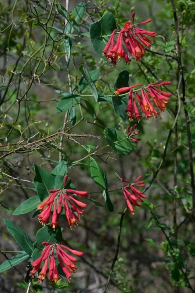 How to plant Trumpet honeysuckle (Lonicera sempervirens)_1