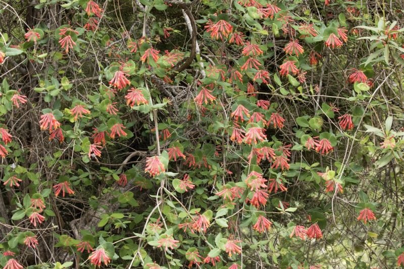 Where to plant Trumpet honeysuckle (Lonicera sempervirens)_2