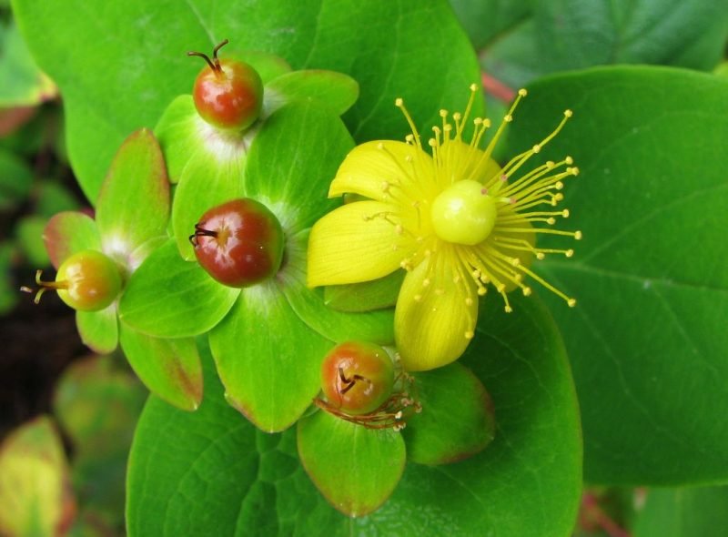 Tutsan (Hypericum androsaemum)