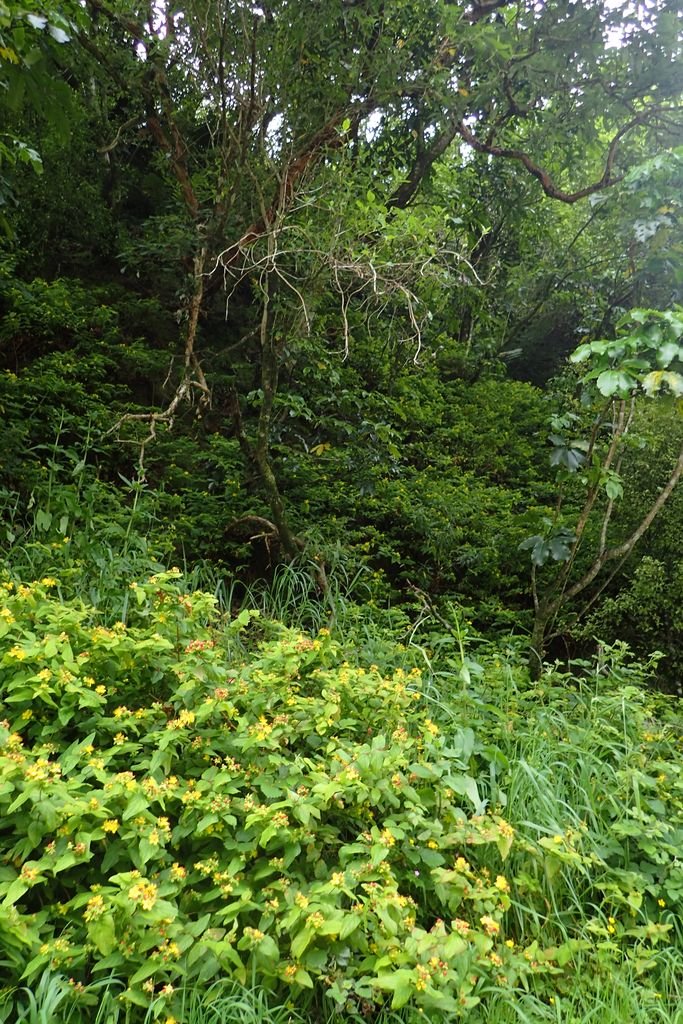 Tutsan (Hypericum androsaemum) - growing guides