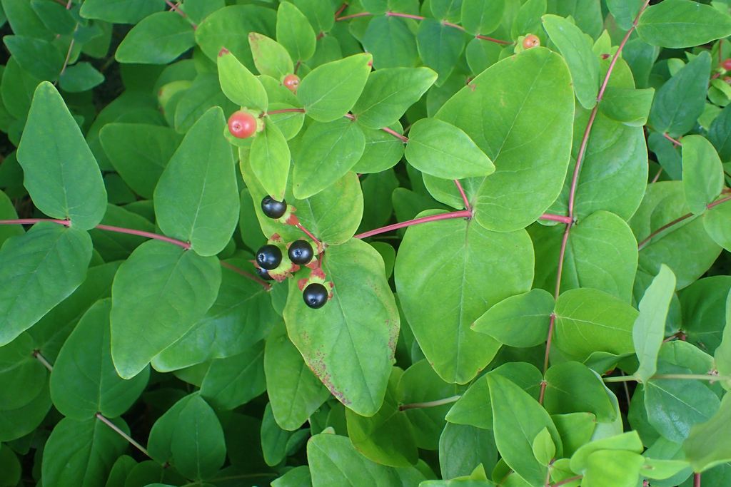 Tutsan (Hypericum androsaemum) - growing guides