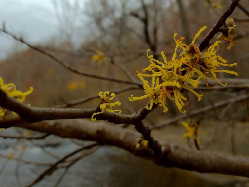 Virginian witch hazel (Hamamelis virginiana)